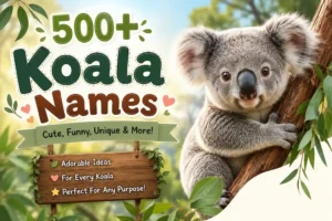 Koala Names