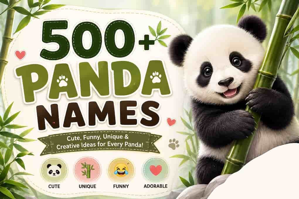 Panda Names
